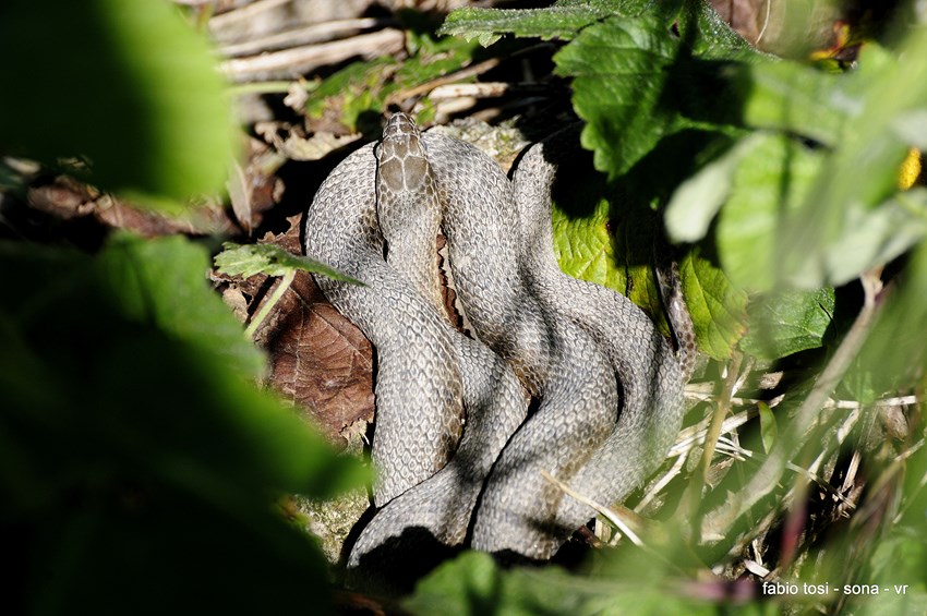 Natrix tessellata: famiglia allargata o famiglia stipata?